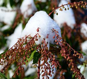 Close-up of frozen tree during winter