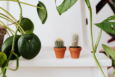 Close-up of potted plant