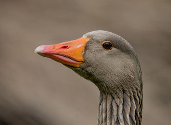 Close-up of goose looking away