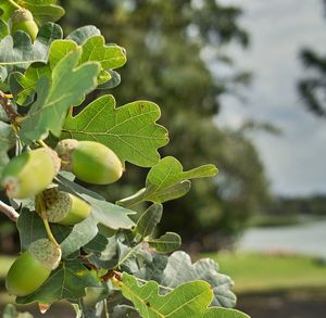 Close-up of green leaves on tree