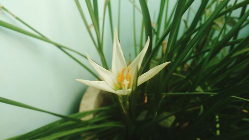 Close-up of flower