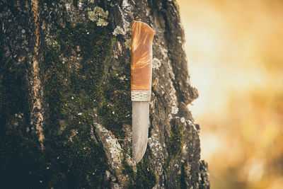 Close-up of tree trunk in forest
