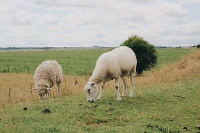 Sheep grazing in a field