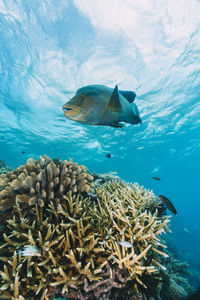 Cheilinus undulatus, maori wrasse humphead fish in australia
