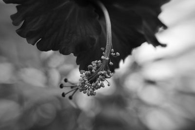 Close-up of flower against blurred background