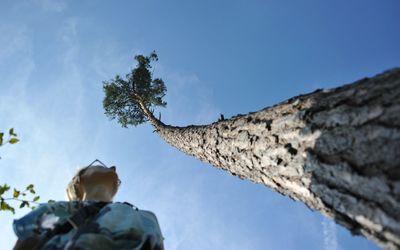 Low angle view of trees against blue sky