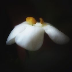Close-up of white flower against black background