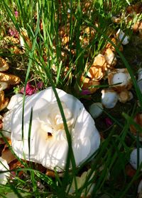 High angle view of white flowering plants on field