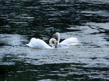 Swans swimming in lake
