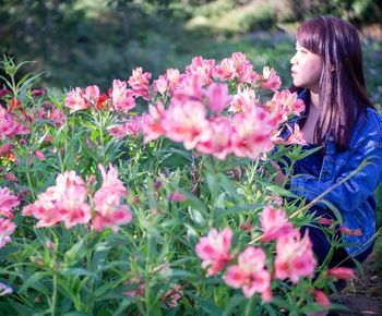 High angle view of pink flowering plants