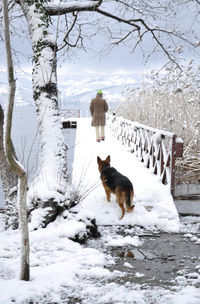 Dog on snow covered field