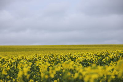 Scenic view of field against cloudy sky