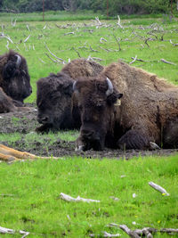 High angel view american bison sitting on field