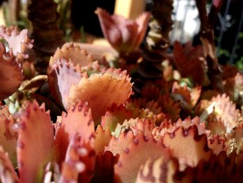 Close-up of pink flower