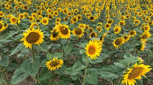 High angle view of sunflower on field