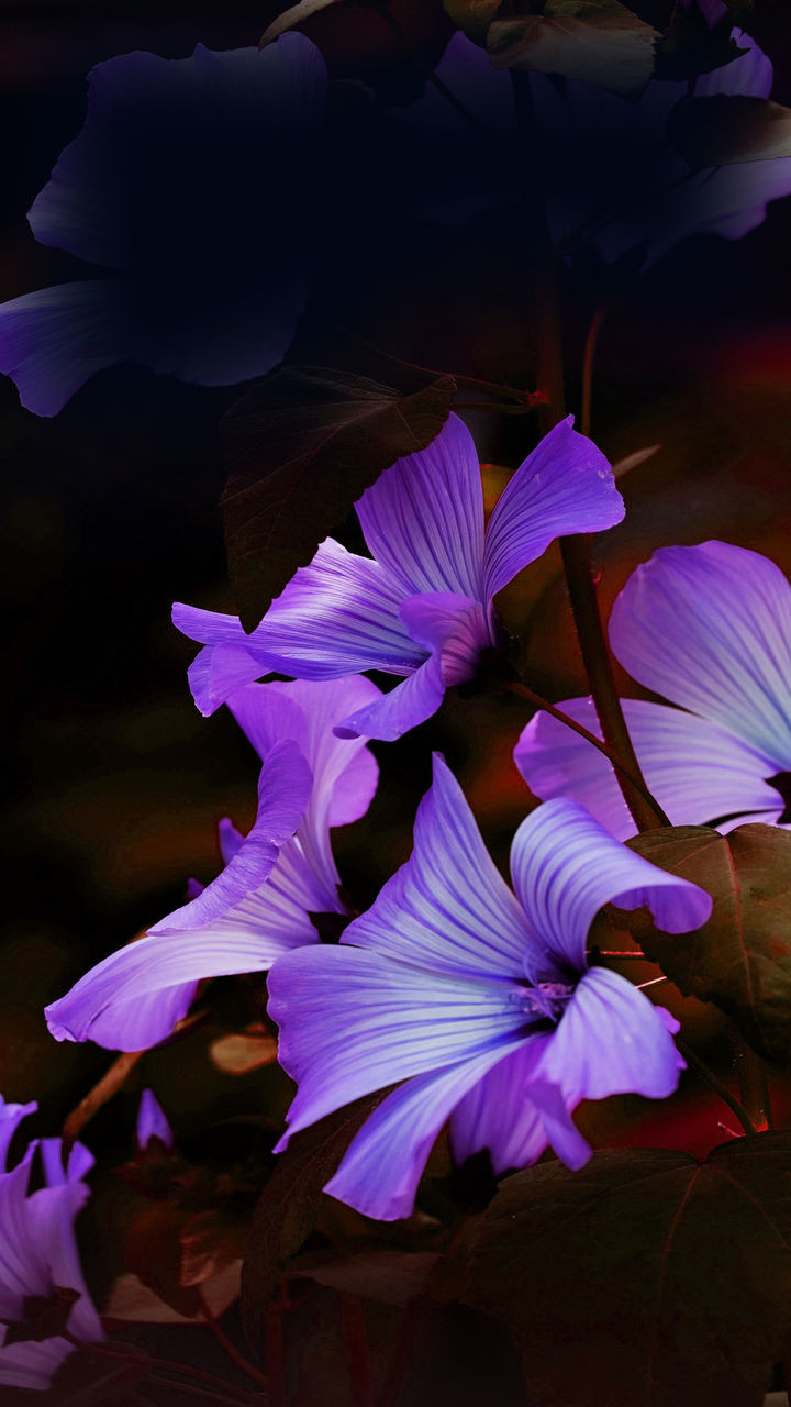 purple, flower, flowering plant, beauty in nature, plant, petal, freshness, nature, close-up, fragility, macro photography, no people, flower head, violet, inflorescence, growth, blue, pink, iris, outdoors