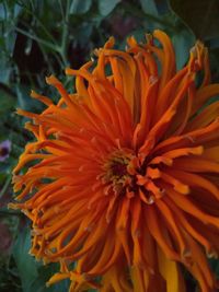 Close-up of orange flower blooming outdoors