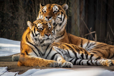 Tiger resting in a zoo