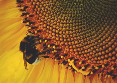 Close-up of bee on sunflower