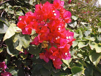 Close-up of red flower