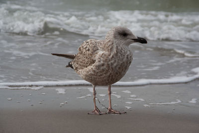 Close-up of bird on beach