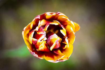 Close-up of rose flower