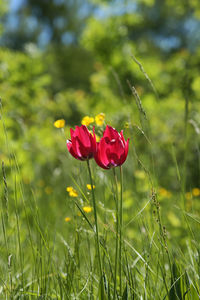 Close-up of pink flowers blooming in field