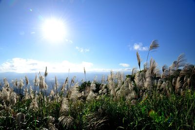 Plants growing on land against blue sky on sunny day