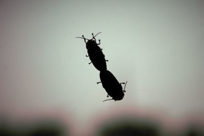 Close-up of insect flying