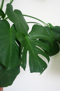 Close-up of water drops on leaves against white background