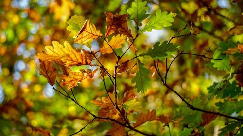 Close-up of yellow maple leaves on tree