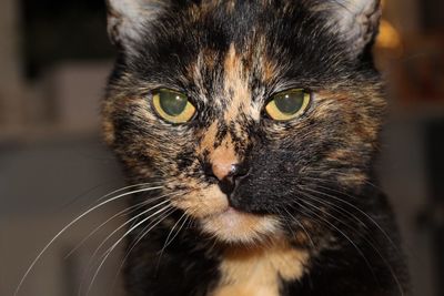 Close-up portrait of cat