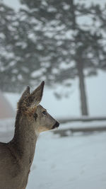 Side view of deer on snow covered field