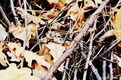 Close-up of dry autumn leaves