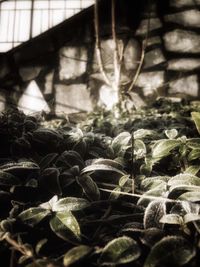 Close-up of plants in greenhouse