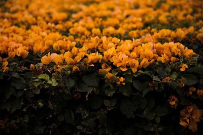 Close-up of flowers blooming outdoors