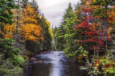 Scenic view of forest during autumn