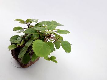 High angle view of leaves against white background