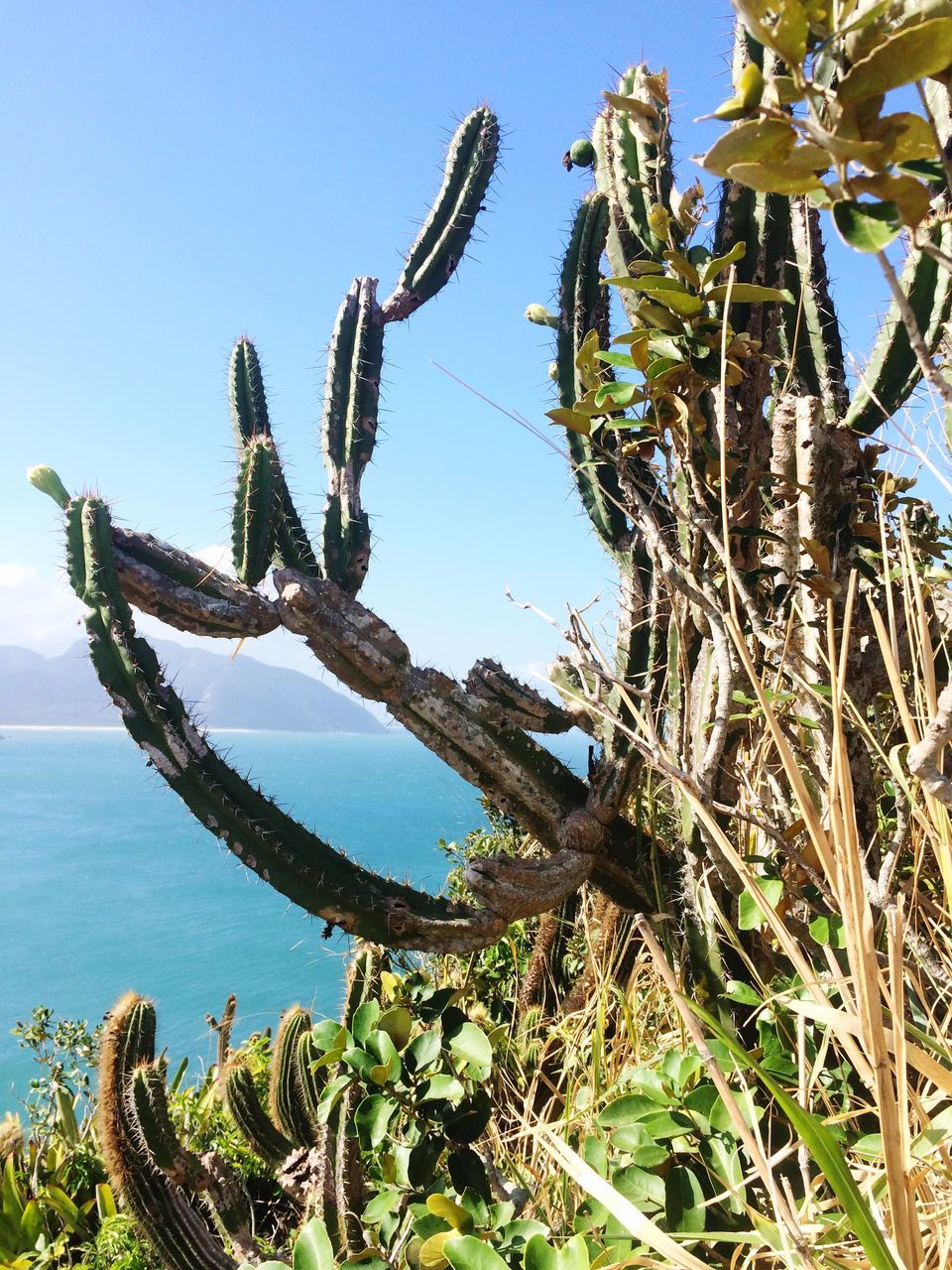 growth, nature, blue, plant, tranquility, tree, cactus, beauty in nature, sea, growing, clear sky, sky, leaf, day, branch, close-up, beach, tree trunk, sunlight, green color