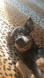 High angle view of dog relaxing on bed at home