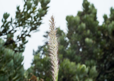 Close-up of fresh plants against sky