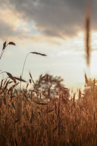 Close-up of stalks in field against cloudy sky 