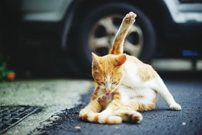 Ginger cat yawning