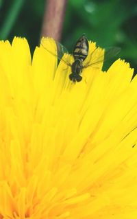 Close-up of yellow flowers