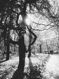 Bare trees in park