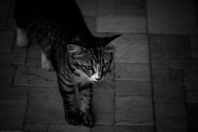 High angle portrait of cat by tiled floor