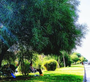 Trees in park