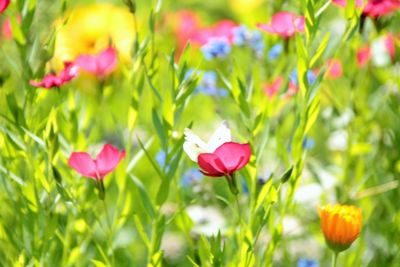 Close-up of pink tulips