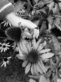 Close-up high angle view of flowers