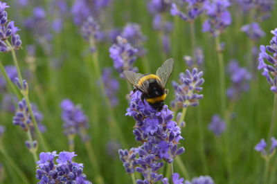 Close-up of honey bee on purple flowers